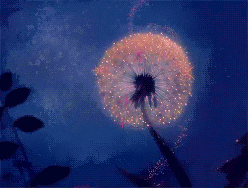 Dandelion