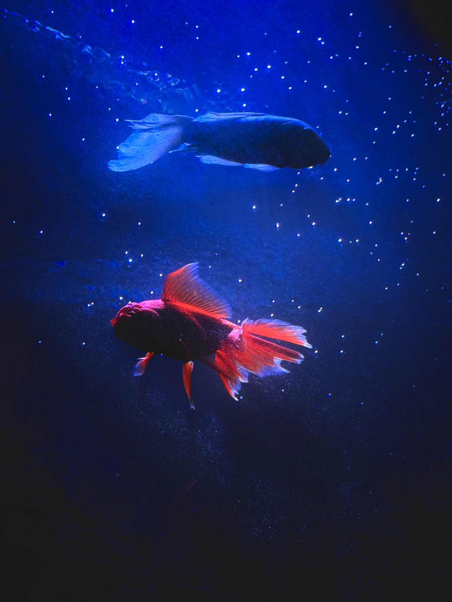 Ocean of stars